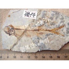 전시용 물고기 과학 표본 지질학 수석 화석, 울프핀 물고기 94