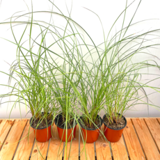 모닝라이트 사초류 그라스 모닝라이트3+1, 1개