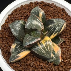 銀龜錦 狼 球 X 黑龜錦 B818-19 兒童戶外玩具 輕巧安全 促進親子互動, 1個