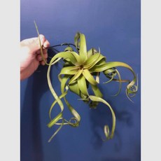 空氣鳳梨 電捲燙 Tillandsia streptophylla