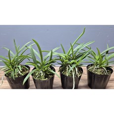 소엽풍란 풍란 4포트 동양란 한울란육종원, 1개