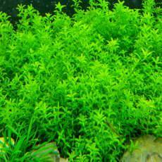 [수초명장] 펄글라스 35줄기 달팽이 이끼 없는 수초 구피 새우 물고기 은신처 어항 수생식물, 1세트