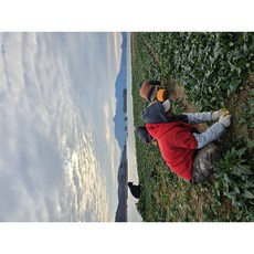 해풍 맞고 자란 남해 시금치 보물초 노지 시금치 섬초 500g 1kg 남해군 산지직송, 1개