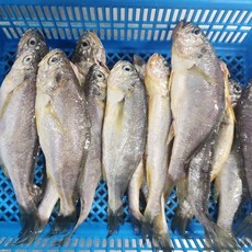 국내산 생물 참조기, 1개, 1kg