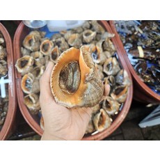 자연산 남해 안산 참소라 1kg(3-7미) 소라회 소라구이