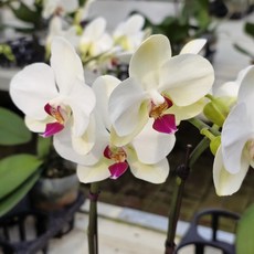 식물교감 포춘살츠만 호접란 서양란 승진 상견례 개업 축하화분선물, 포춘살츠만(쌍대), 1개