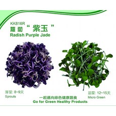 【野菜部屋~】紫玉蘿蔔芽菜種子 生長快速 口感帶點辣味, 1包