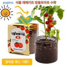 퍼피누 봄날 식물재배키트 씨앗 키워보기 11개 종류, 바질