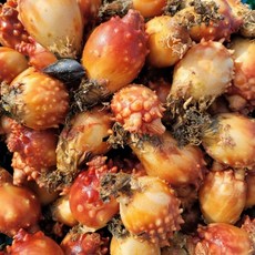 동해안 생물 멍게 선주직송 당일조업, 1박스, 2kg (정품)