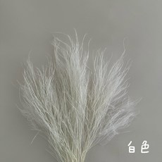 乾燥蘆筍草 單份販售 夢幻草 乾燥花 永生花 不凋花, 白色
