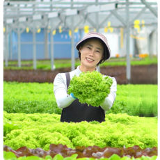 지티팜 무농약 유럽상추 유러피안 샐러드 채소 모듬쌈 1kg 버터헤드 크리스탈 로메인 바타비아 오크리프, 1박스