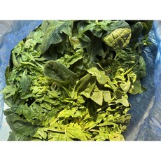 [푸드빌리지] 제철맞은 국내산 섬초 4kg, 1박스