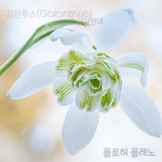 '설강화 ' '스노우드롭' 갈란투스(Galanthus) 추식 구근 플로허 플레노(1set-5구) '주인장 적극 추천' 금강원예, 1개
