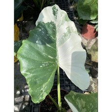 霏霏園藝班葉姑婆芋:每棵都很美 黑貓宅配貨到付款, 4吋一棵-1000, 1個