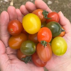 싱싱햇 컬러 방울토마토 대추 무지개 방울 토마토, 토마토, 1박스, 1kg