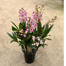 긴기아난 킹기아눔 실내월동 다년초 서양란 바위난초 암석식물 규격12cm화분묘 케이이야생화, 1개