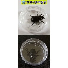 둥근접시관찰함35mm-Kw005, 5개