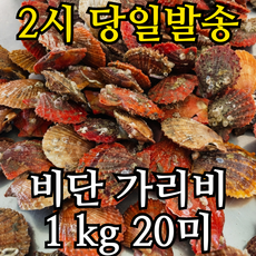 착한수산 당일조업 통영 가리비 세척 비단가리비, 1개, 1kg 20미내외