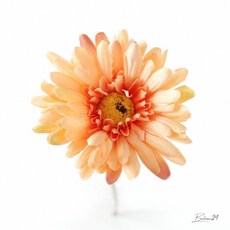 피어나 거베라 조화 피치 꽃다발 촬영 꽃송이 디퓨저소품 소품 꾸미기, 1개