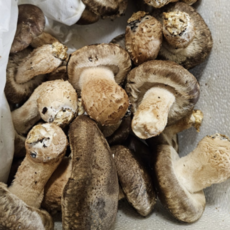 [농장직송] 국산 송화버섯 솔송화버섯 알뜰형 가정용, 1개, 1kg