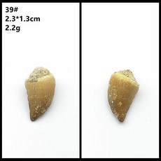자연 모로코 상어 이빨 표본 치아 해양 고생물 과학 수집, 43. 39
