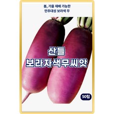 산들 보라 자색무 씨앗 50립 봄 가을 재배 가능한 만추대성 자색무씨 종자, 1개