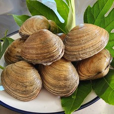 통영바다마켓 자연산 대합(개조개)1kg(5~10미내외), 1개