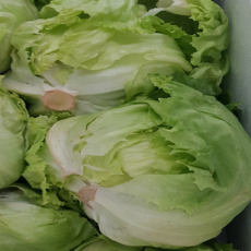 산지직송 싱싱한 양상추 1box 12통 셀러드 햄버거 셀러드양상추 매장사용, 1박스, 1박스, 6kg