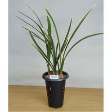 동양난모음/취미난/동양란전문/그린난농원, 황용금(포트/4촉), 1개