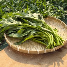 [전남 곡성] 국내산 공심채 모닝글로리 동남아 채소, 3kg, 1박스