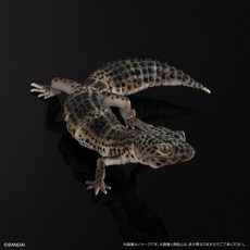 생물대도감 도마뱀 아르마딜로 렙티 게코 대도감 4종세트, M. 표범(조립) - 악어가죽