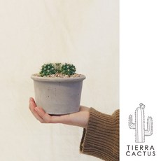 *티에라선인장* 금전운을 불러오는 미니 금호 군생 선인장 - 토분 3types, 쵸코 납작링 토분 (받침 불포함), 1개