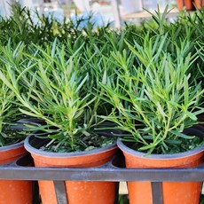 로즈마리 허브 식용허브 향기나는식물 2+1, 1개