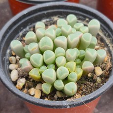 [소소한다육] 오십령옥 페네스트라리아속 다육식물, 1개