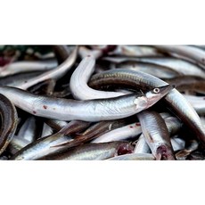 산지직송 동해안 햇 급냉 양미리 알배기 생물 양미리, 1개, 1kg(30미 내외)