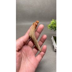 北太行崖柏 達摩佛, 如圖所示, 1個