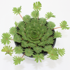 [골든플랜트] 팔미프론스 Oxalis Palmifrons (다이아몬드식물) 옥살리스 사랑초, 1개