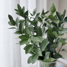 루스커스 유스커스 수경재배키트 키우기 쉬운식물 수중식물 플랜테리어 1줄기, 5줄기, 1개