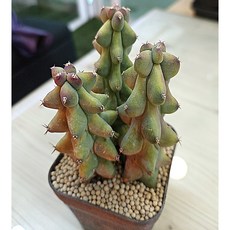 팅커벨 용심목(용비3개합식)