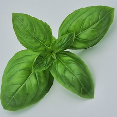 안산팜 스위트바질 100 g, 1개, 100g