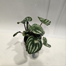 식물학박사 수박페페 소품 반려식물, 1개
