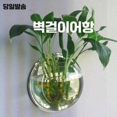 스피드라인 벽걸이어항 수조 투명 거실 실내 어항, 투명 17cm, 1개