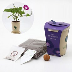 2보급창고 나팔꽃 키우기 화분 씨앗 세트 식물키우기