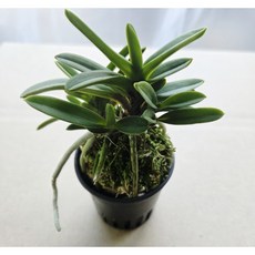 옥금강 풍란 소품 단엽 흰꽃 관엽식물 디디플랜트