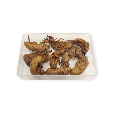 매미애벌레허물(10개입)