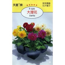 天星牌 大理花Dahlia 種子 F-320, 1包