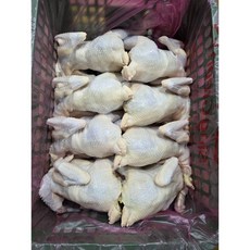 싱그린에프에스 국내산 생닭 성계 노계 1.4키로 8마리 백숙용 냉동(벌크) [원산지:국산], 8개, 1.5kg