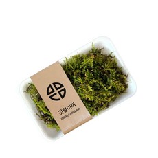 (쏘어링팜) 깃털이끼, 1개