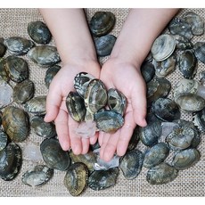 제철바지락 조개 해감 술찜 3kg, 1개