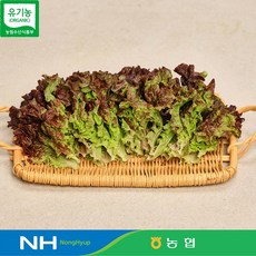 유기농 인증 만인산농협 친환경 당일채취 당일발송 적상추 1kg, 1개